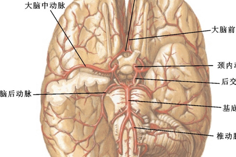 경동맥 내막절제술에 있어서 신경생리학적 모니터링의 적용